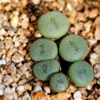 succulents-5781191_1280