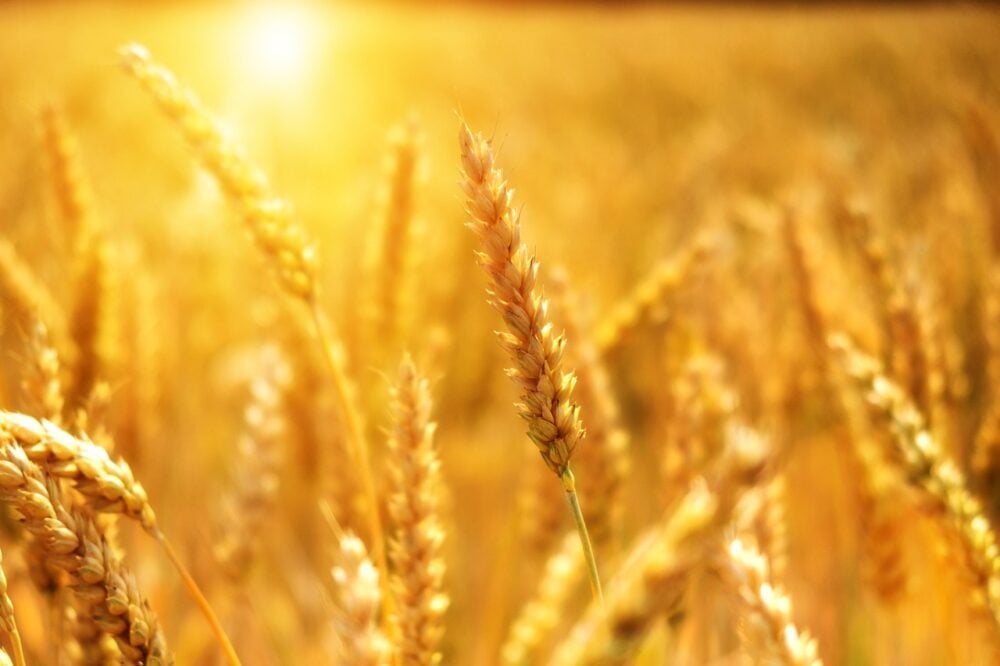 wheat-3506758_1280 wheat-3506758_1280