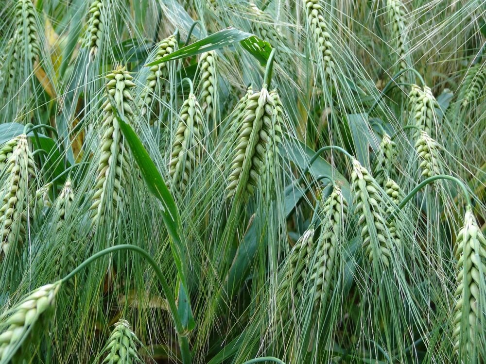 wheat-crops-373360_1280 wheat-crops-373360_1280