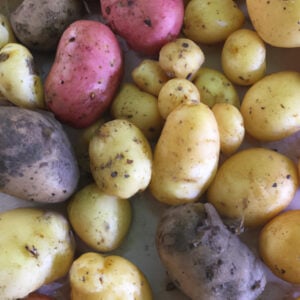 Boite Mix Pomme de terre en Tubercule