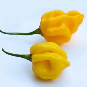 Piment Seven Pot Jaune