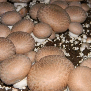 Champignon de Paris Royal