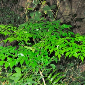 Arbre Serpent (Radermachera sinica)