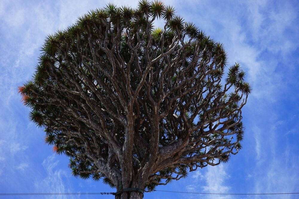 canarian-dragon-tree-461826_1280 canarian-dragon-tree-461826_1280