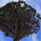 canarian-dragon-tree-461826_1280