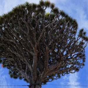 Arbre Dragon (dracena draco)