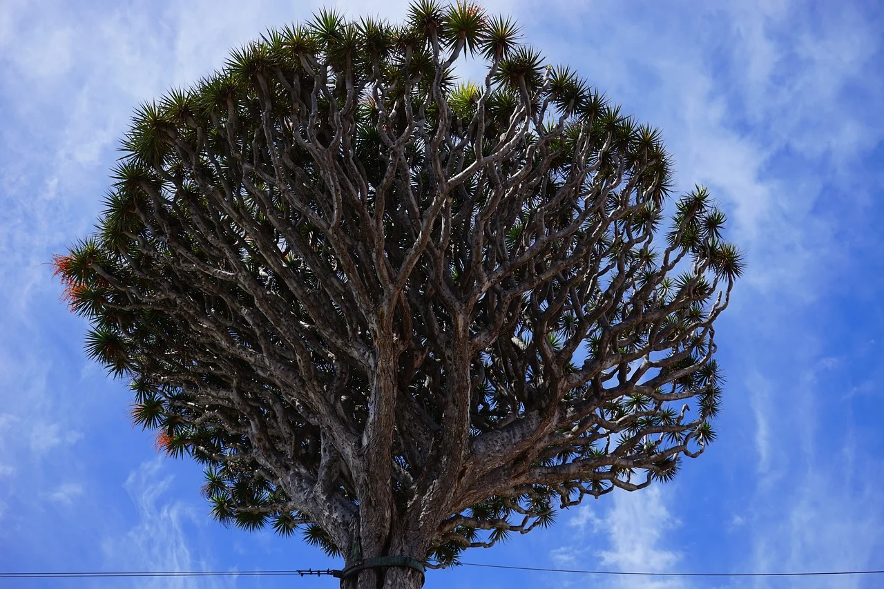 Arbre Dragon (dracena draco) - Semence Canada