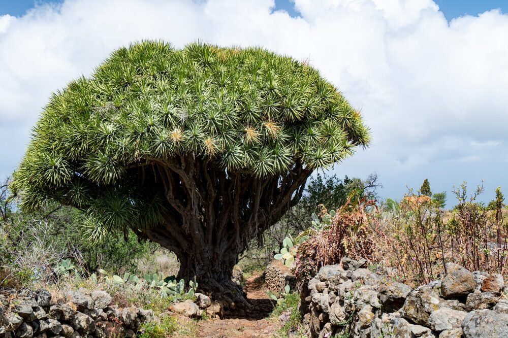 dragon-tree-4083956_1280 dragon-tree-4083956_1280