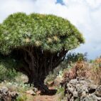 dragon-tree-4083956_1280