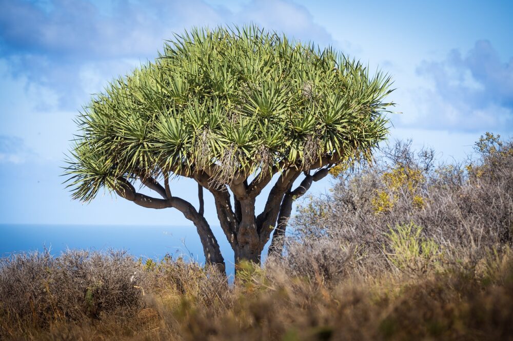 dragon-tree-6753232_1280 dragon-tree-6753232_1280