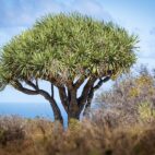 dragon-tree-6753232_1280