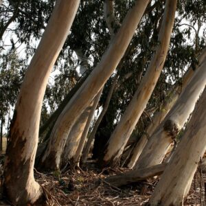 Eucalyptus brevifolia (snappy white gum)