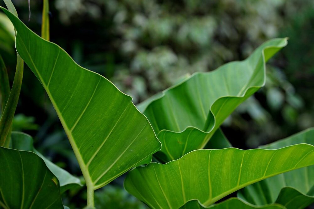 leaves-7776827_1280 leaves-7776827_1280