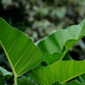 Phylodendron SSP Hybride