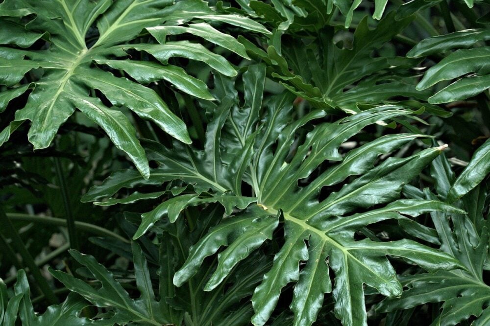 philodendron-7960228_1280