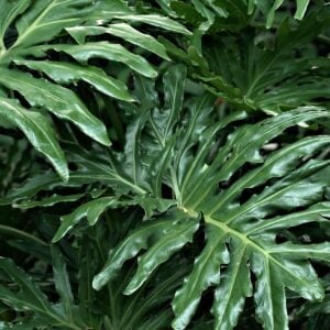 Philodendron Selloum (Thaumatophyllum bipinnatifidum)