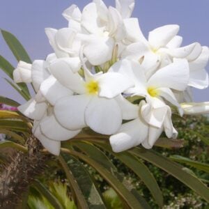 Palmier de Madagascar (Pachypodium lamerei)