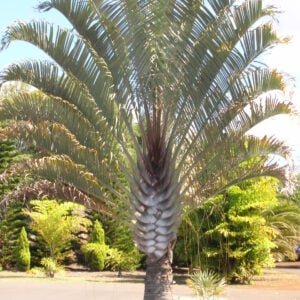 Palmier Triangle - Dypsis Decaryi