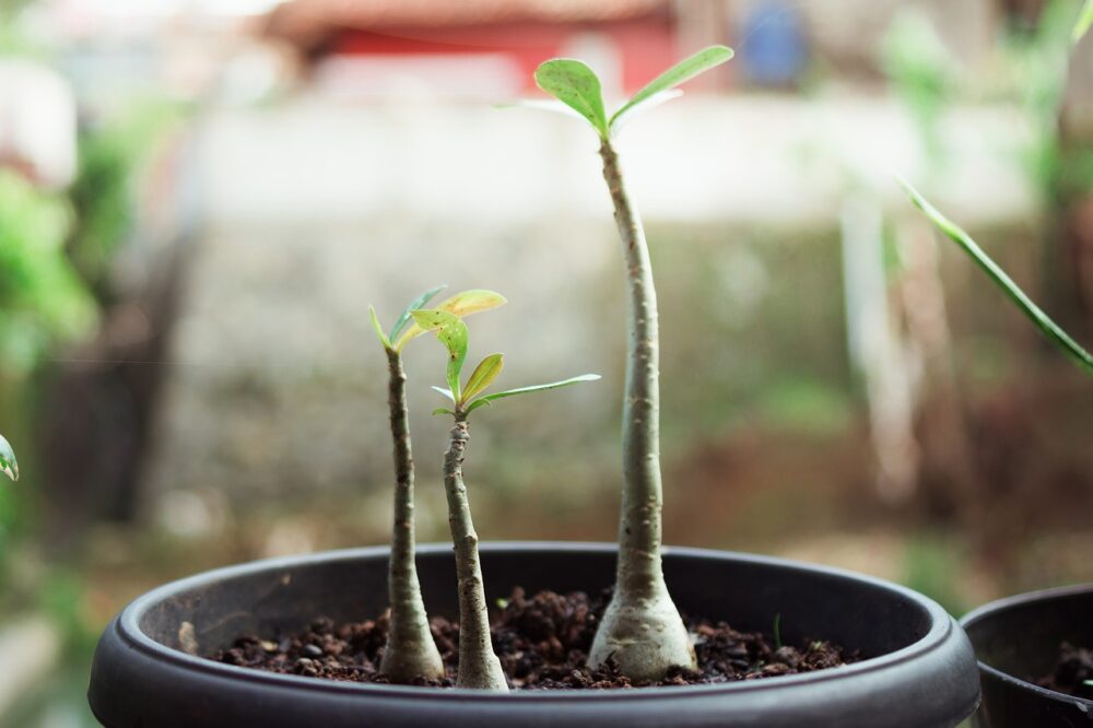 adenium-7181700_1280 adenium-7181700_1280