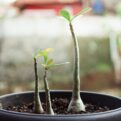 adenium-7181700_1280