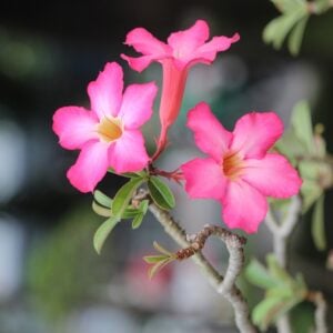 Adenium rabicum à fleur Rose