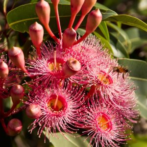 Eucalyptus Moorei
