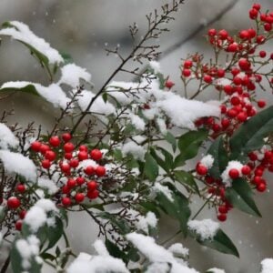 Bambou Sacré (Nandina domestica)