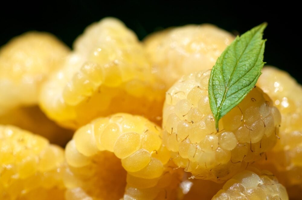 Yellow Raspberries Yellow Raspberries