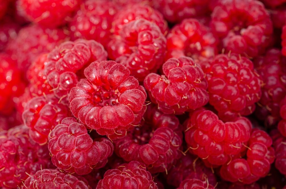 framboise-sauvage-du-québec framboise-sauvage-du-québec