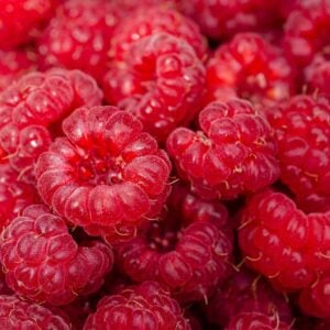 Framboise Sauvage du Québec