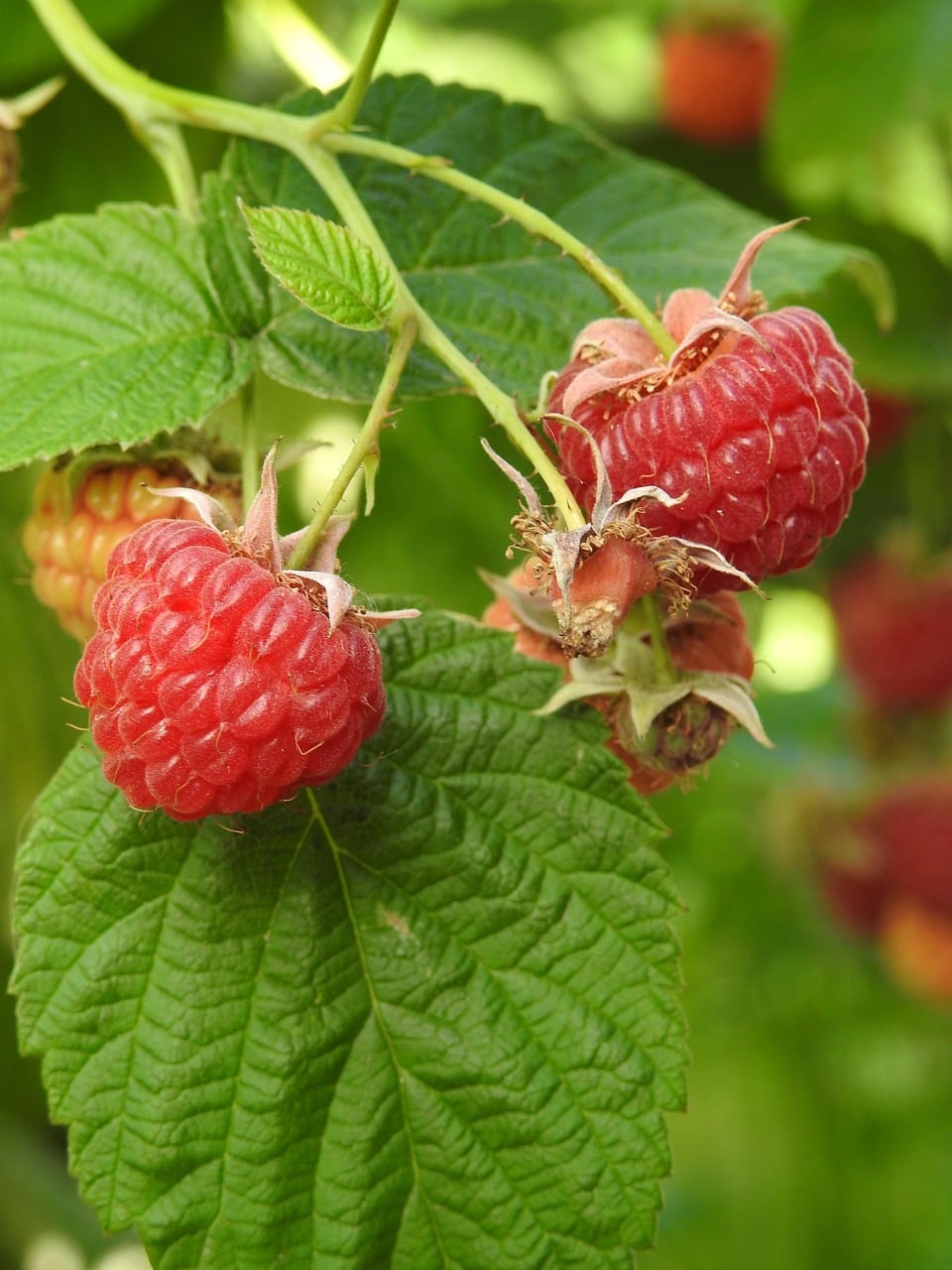 raspberry-3526569_1280 (1) raspberry-3526569_1280 (1)