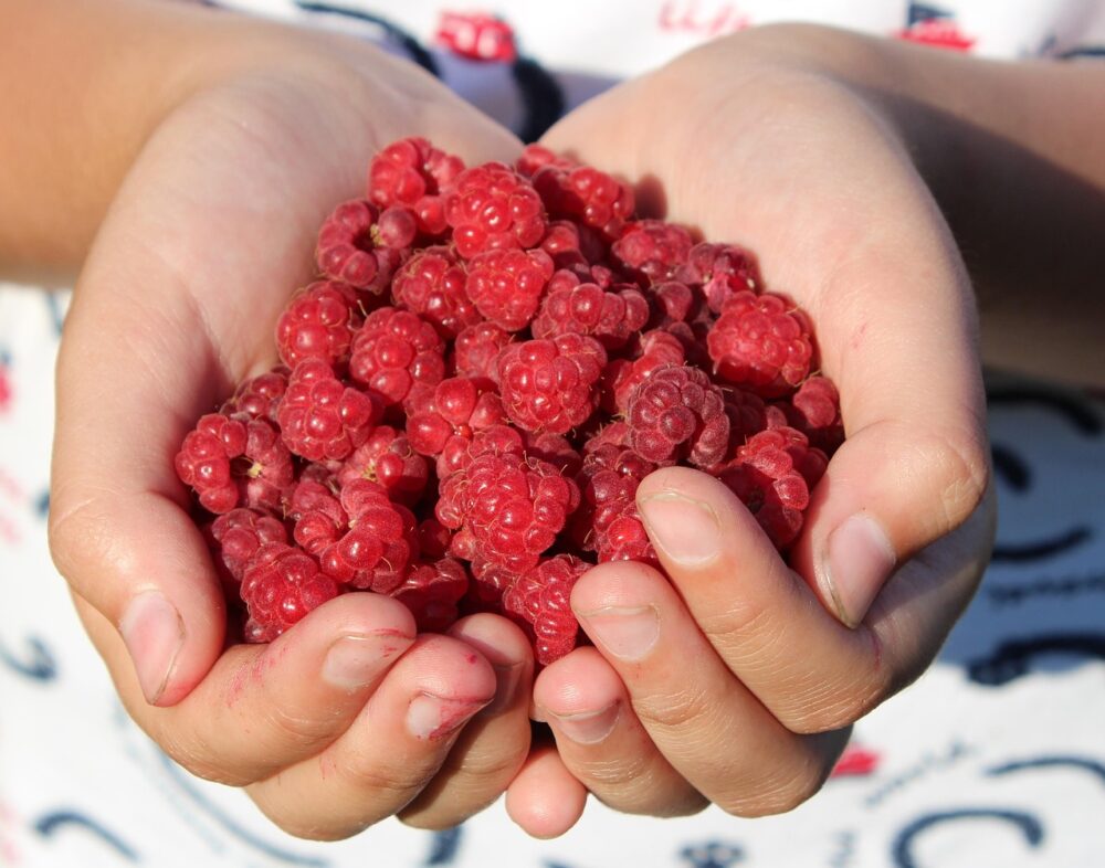 framboise-québec-montréal framboise-québec-montréal