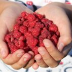 framboise-québec-montréal