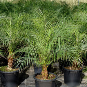 Phoenix roebelenii
