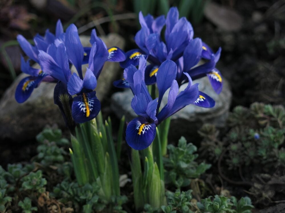 dwarf-iris-3236606_1280