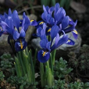 Iris bleu corail — Iris missouriensis