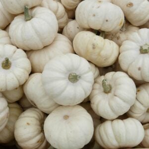 Citrouille Bébé Boo
