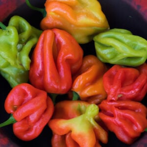 Piment Aji Chombo