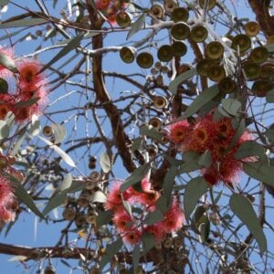 Eucalyptus Caesia 'gungurru'