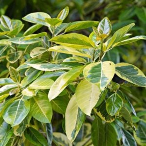 Ficus altissima