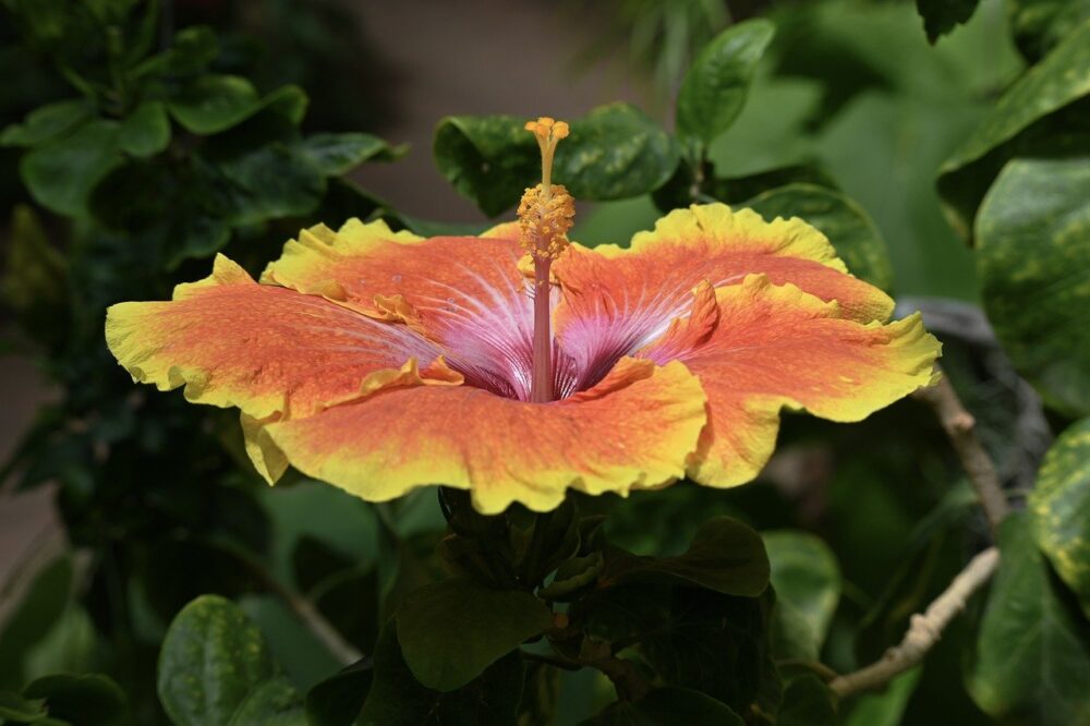 flower-7938596_1280 flower-7938596_1280