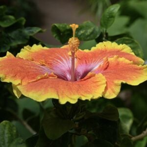 Hibiscus Ice Cream
