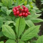 ginseng-2996535_1280