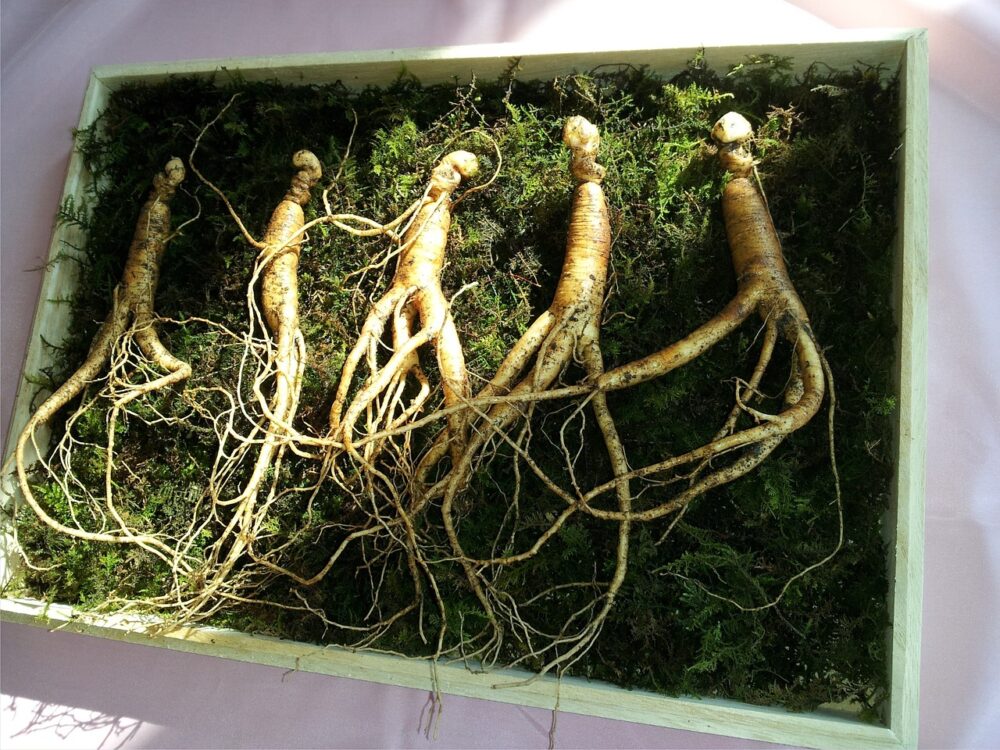 ginseng-641890_1280 ginseng-641890_1280