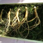 ginseng-641890_1280