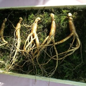 Ginseng - Panax Ginseng