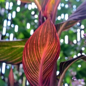 Canna Rainbow