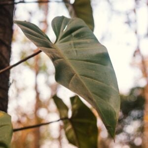 Philodendron 'Imbe'