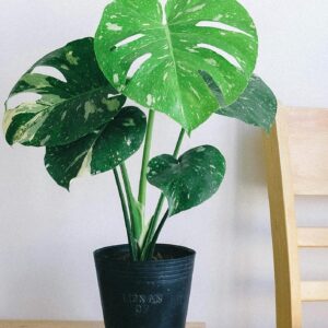 Monstera Albo