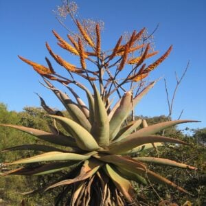 Aloe Vaombe